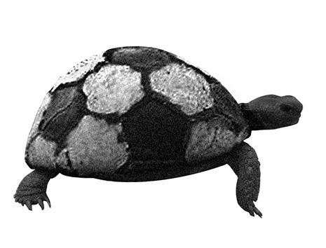 tortuga
